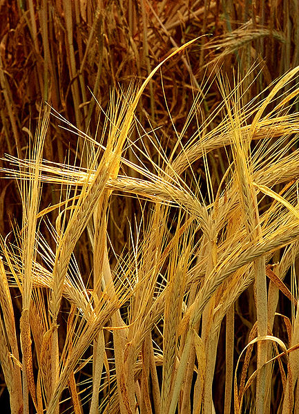 Hordeum-Barley-Flour-Bread