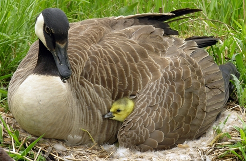 Canada Goose-chick-wing-bird