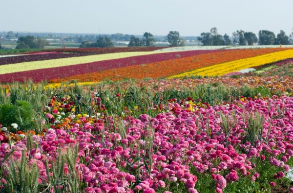 Cultivated-flowers-Israel