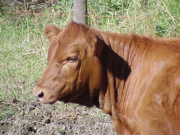 Red Angus-Heifer