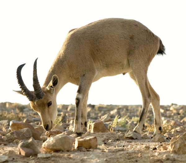 Nubian Ibex-Goat