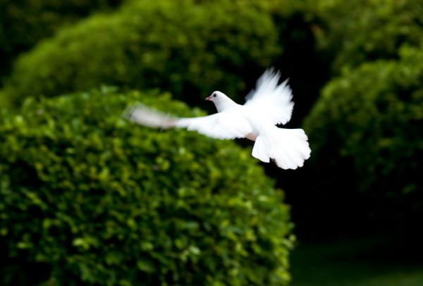 white dove-flight-peace