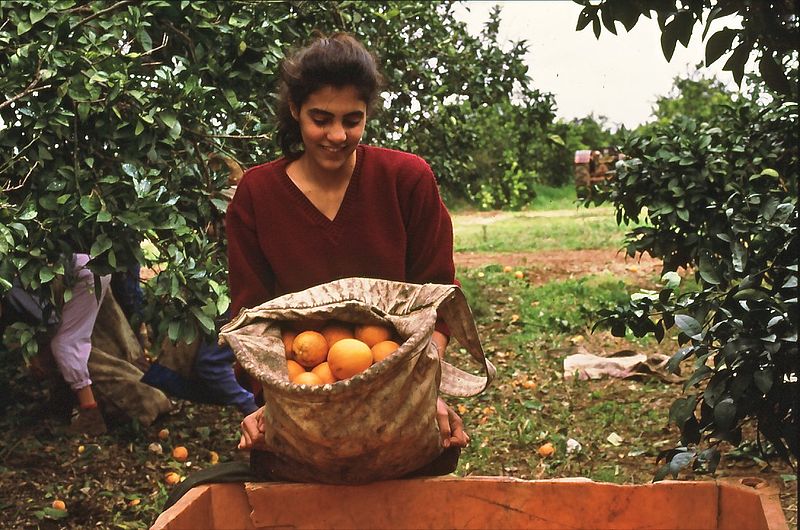 Woman-holding-bag-oranges-orchard-Gan Shmuel-Israel