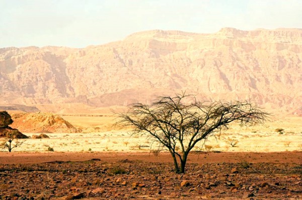 Timna-Park-Acacia