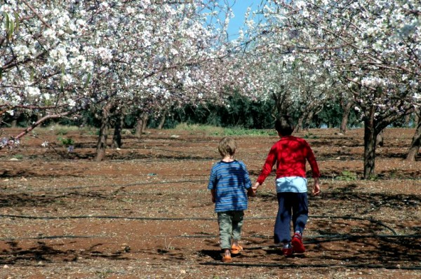 almond-brothers-Israel-grove