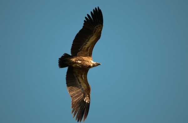 Griffon-vulture