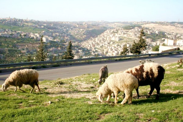 Sheep-goat-grazing-Jerusalem