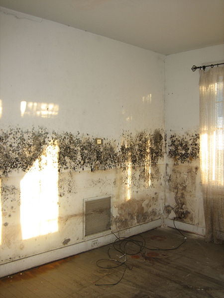 mildew-infected-flat