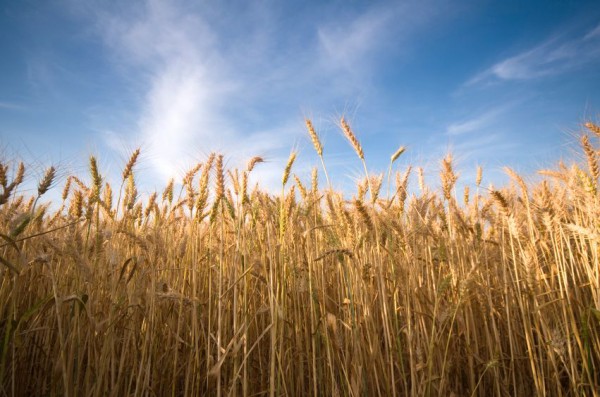 Wheat-sky-field