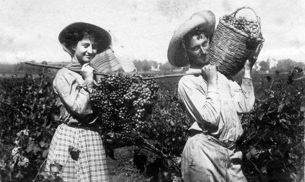 Harvesting Grapes-Agriculture-Vineyards