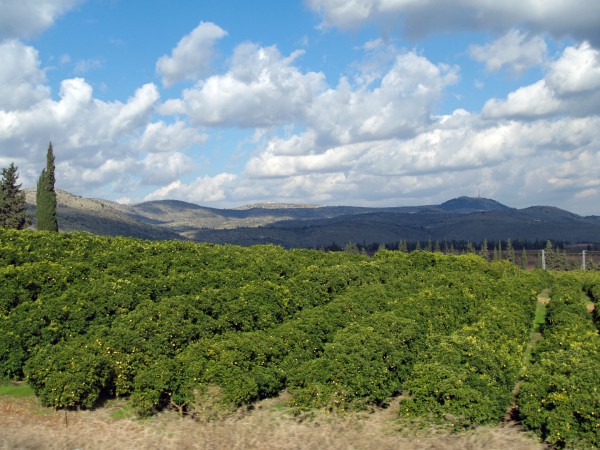 Galilee-Israeli-lemon-grove