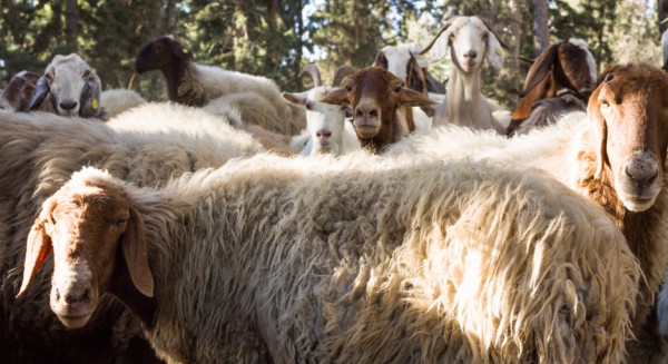 Herd-sheep-forest-Israeli