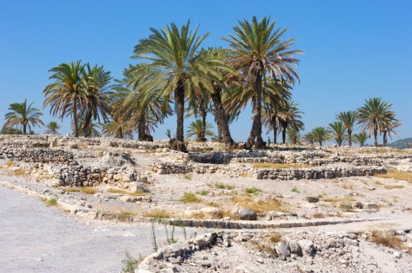 Megiddo-sacred trees