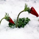 Red anemone-Snow-Israel