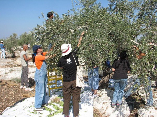 Olive_harvest