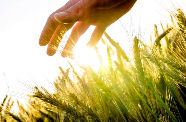 hand-wheat-field