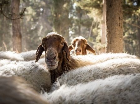 sheep-Israel-peace-offering