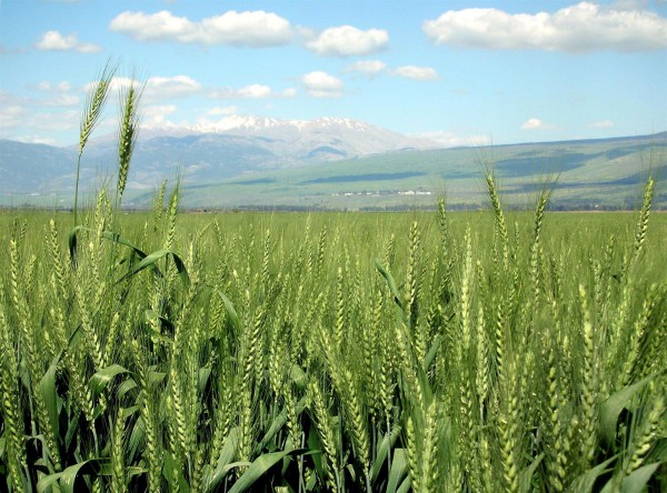 Wheat-haHula-ISRAEL