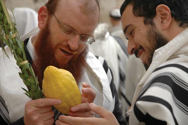 etrog-citron-Sukkot