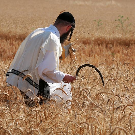 Hand-Harvesting-Wheat-Israel