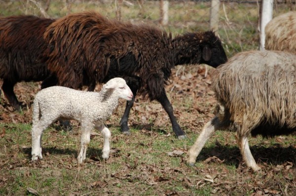 A white lamb amid the sheep in Israel.