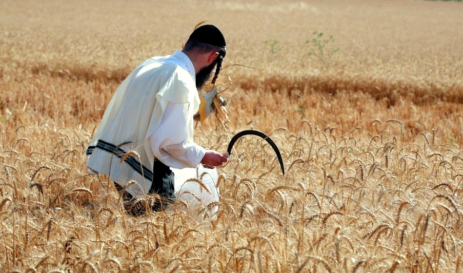 hand-harvest-wheat