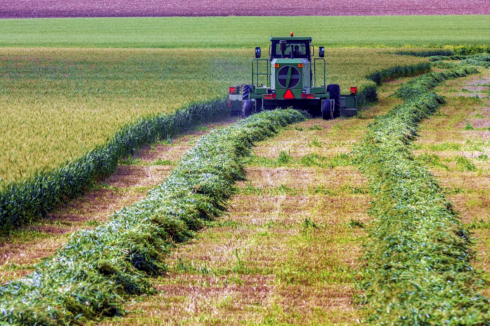 Harvesting wheat in Israel