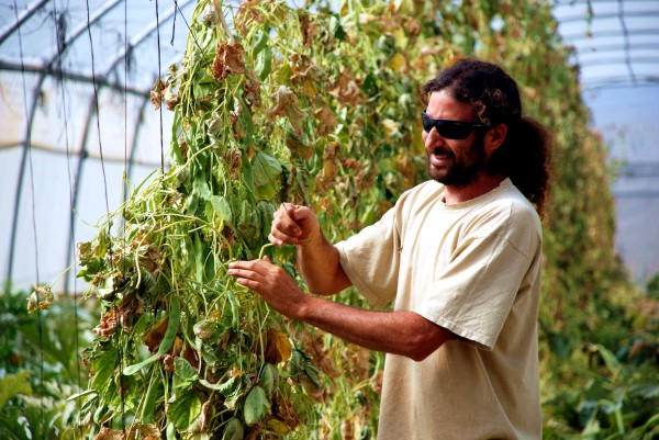 A farm hand in Israel maintains greenhouse legumes.