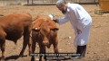 red heifer breeding program,