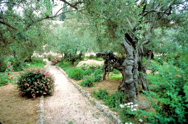 The Garden of Gethsemane 