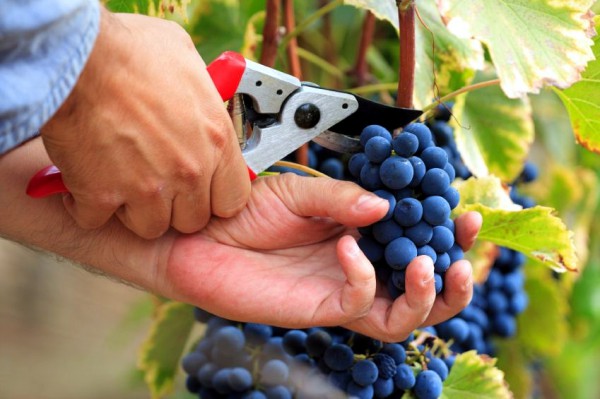 Israeli-grape-harvest