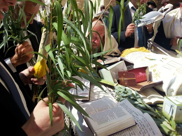 Willow-Kotel-Sukkot-Four-Species-Kotel-Lulav-Etrog