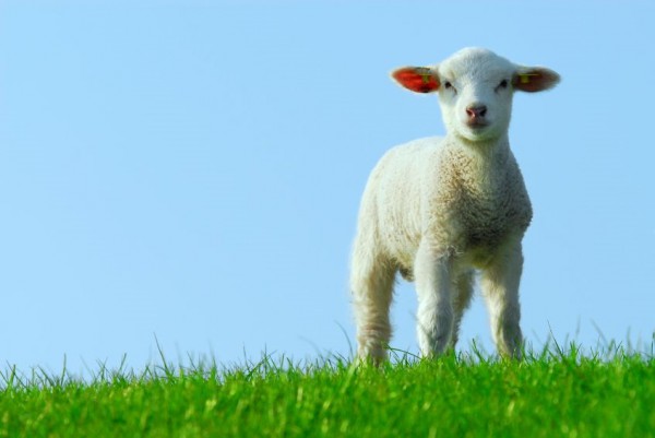 white lamb