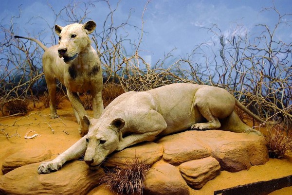 Lions of Tsavo Chicago Field Museum Col Patterson