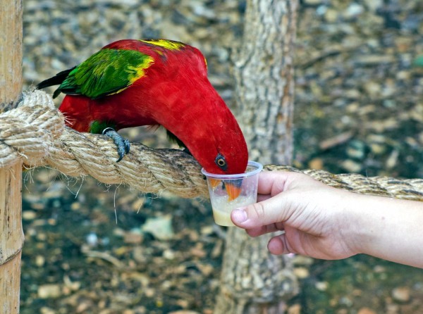 A parrot is fed at the zoo in Jerusalem.