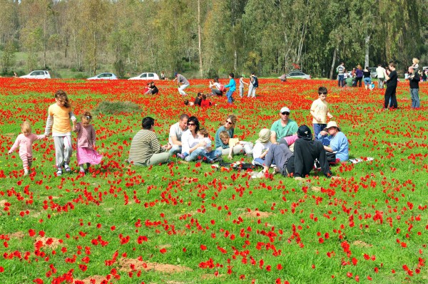 Anemones bloom in the Negev desert.