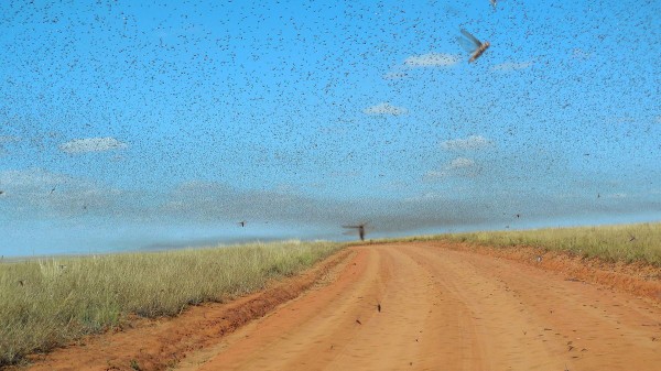 May 2014 swarm of locusts in Madagascar