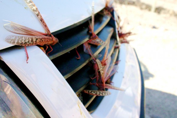 Locusts on the grill of a car in Eilat, Israel (Photo by Niv Singer)