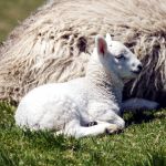 Ewe with a newborn lamb