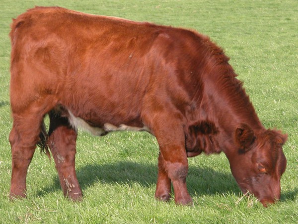 A red heifer-Shabbat Parah