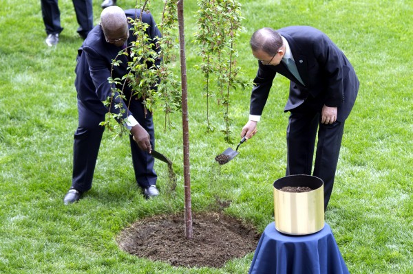 Sam Kutesa (left), President of the sixty-ninth session of the General Assembly, and Secretary-General Ban Ki-moon plant the tree of peace and unity.  (UN photo by Mark Garten)