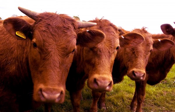 Red cows (Photo by James Martin)