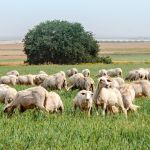 A flock of sheep graze in Israel.