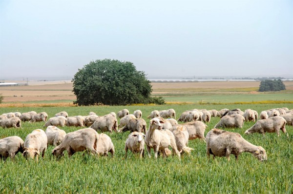 A flock of sheep graze in Israel.