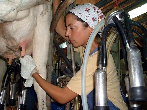 A dairy farm in Israel (Photo by Luz Prieto)