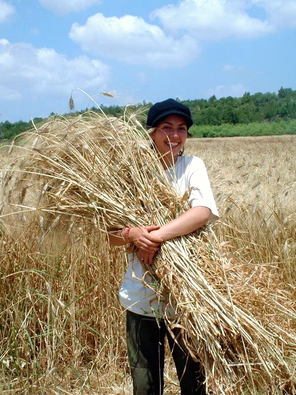 Harvesting barley in Israel (Photo by Luz Prieto)