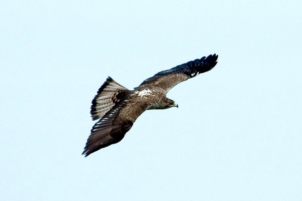 Bonelli's eagle-Gamla Nature Reserve-on the wings of an eagle