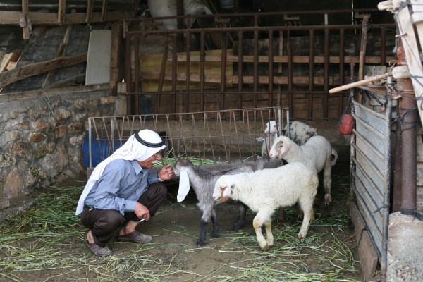 Bedouin shepherd in Israel (Father of Ishmael Khaldi, the first Bedouin diplomat in the Israeli Ministry of Foreign Affairs). (Photo by Robert Scoble)