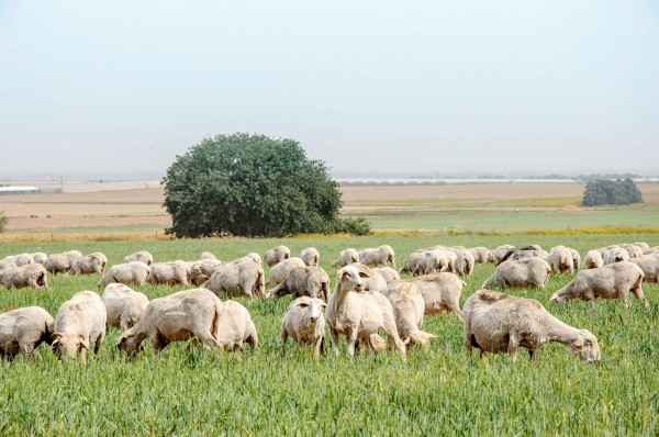 sheep-pasture-Israel