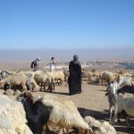 Israel-sheep-shepherd-flock